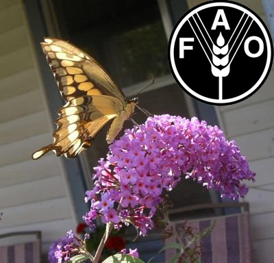 alimentacion_insectos_fao.jpg