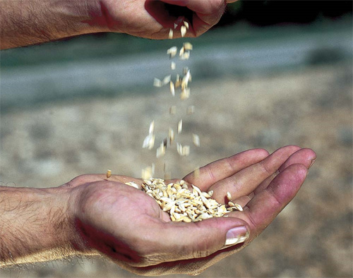 Demanda cereales a nivel mundial necesidades alimentarias mundiales