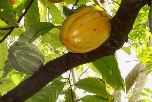 Genoma cacao