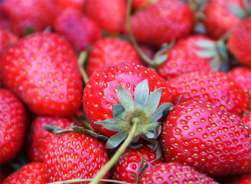 Fresas y fresones