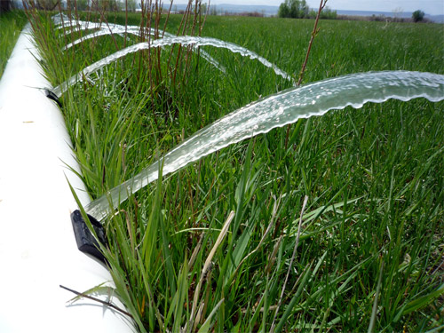 Alimentos con altos índices de arsénico investigación agua de riego