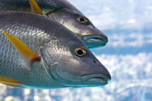 Piscifactorías y alimentación de los peces