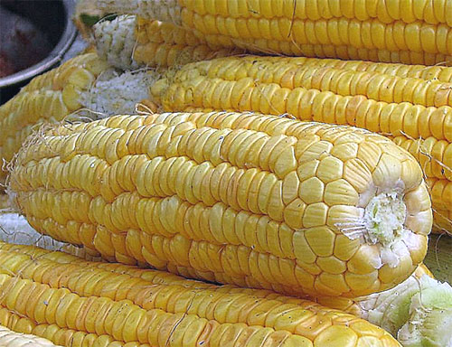 Marm acepta los alimentos transgénicos