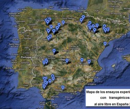 Experimentos transgénicos en España