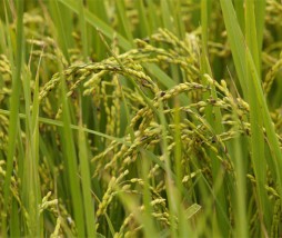 alimentos biotecnológicos en China
