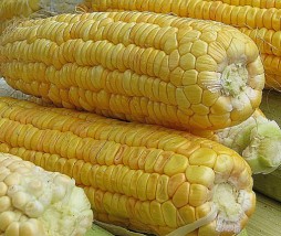 Alimentos modificados genéticamente