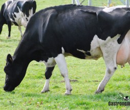 Estudio sobre los alimentos clonados Alimentos obtenidos de animales clonados