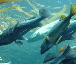 Estados Unidos prohíbe el salmón transgénico Salmones transgénicos