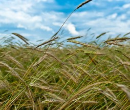Aprobadas las trazas de alimentos transgénicos en la UE Cero técnico