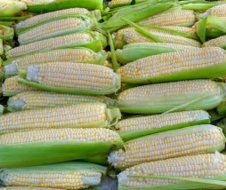Los países de la Unión Europea decidirán individualmente sobre el cultivo de transgénicos Decisiones sobre cultivos transgénicos