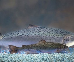 Las nuevas tecnologías alimentarias no pueden prosperar Salmón transgénico