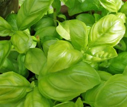 Cuidados de la albahaca