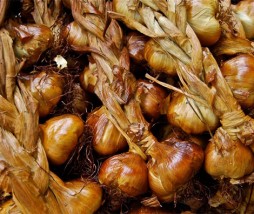 Ajo ahumado de Arleux