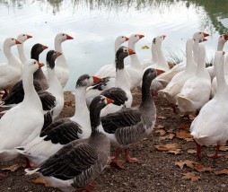 Sanidad ha expedientado a Mugaritz y a la granja que le suministraba foie gras Producción de foie gras