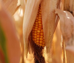 EFSA