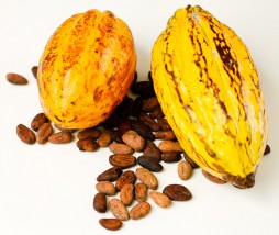 El origen y la historia del cacao y el chocolate. Vídeo Cacao y chocolate