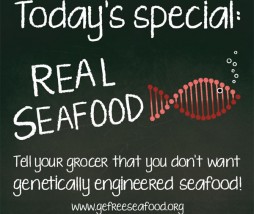 Salmón modificado genéticamente