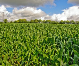 Agricultura de precisión para mejorar la seguridad alimentaria Agricultura satelital