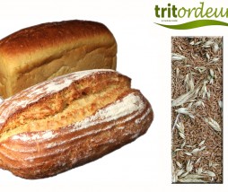Tritordeum, el nuevo cereal para elaborar pan Tritordeum, el nuevo cereal para elaborar pan