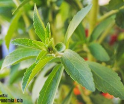 Alimentos y bebidas con estevia Aumenta la producción de bebidas y alimentos con estevia