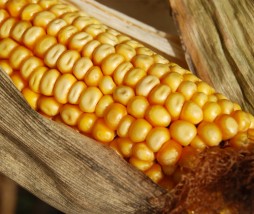 Alimentos modificados genéticamente en Europa