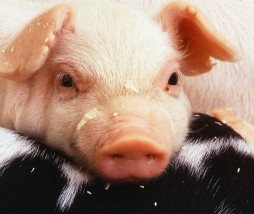 Alimentación con productos transgénicos