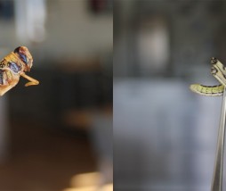 portada_insectos_deliciosos