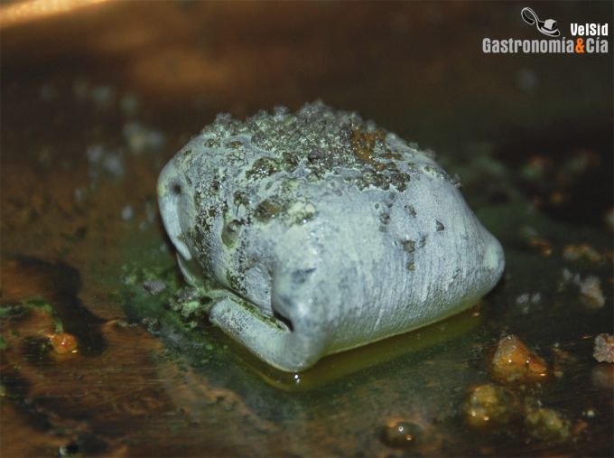 Ángel León en Madrid Fusión