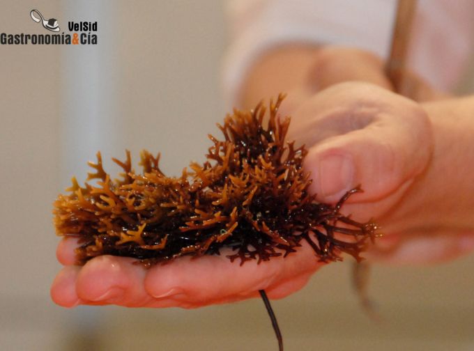 Algas, las verduras del mar