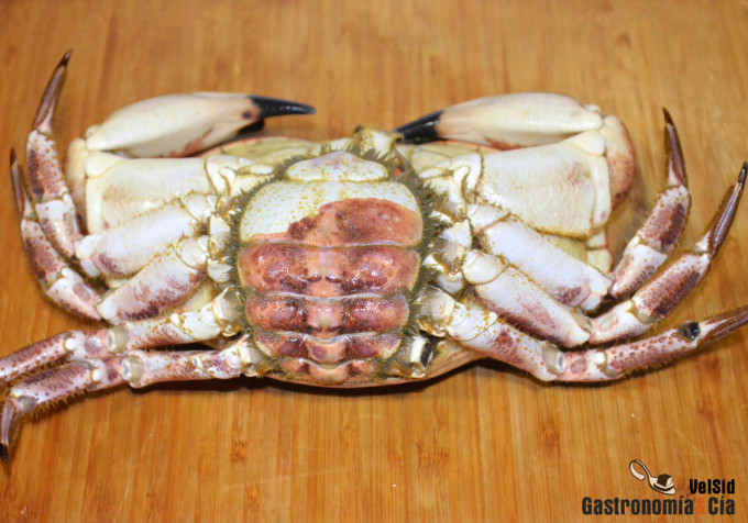 Cómo cocer un buey de mar