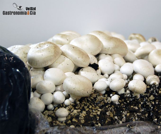 Cultivo de champiñones 