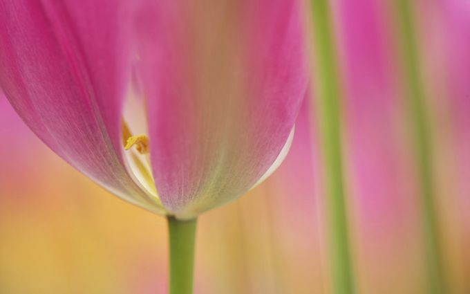 elforodelobo1 com  249 