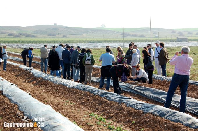 Espárrago de Navarra y Alcachofa de Tudela