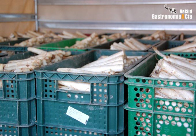 Espárrago de Navarra y Alcachofa de Tudela