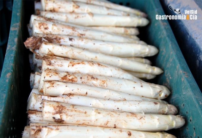 Espárrago de Navarra y Alcachofa de Tudela