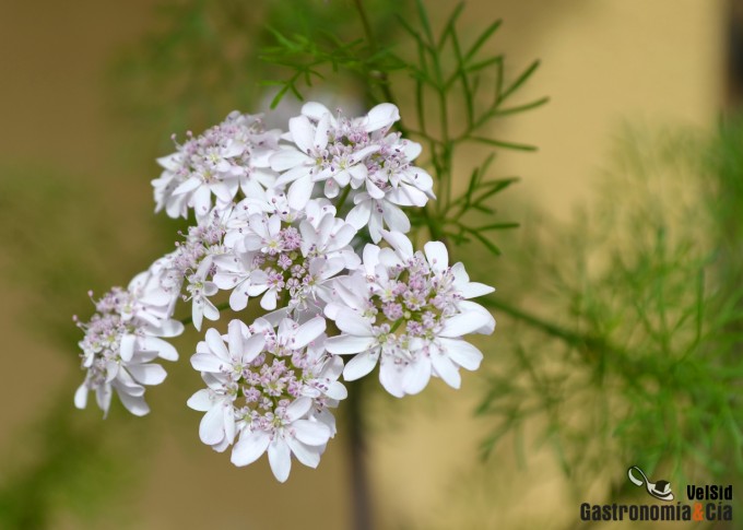 Flores de cilantro
