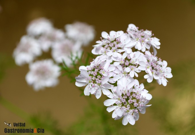 Flores de cilantro