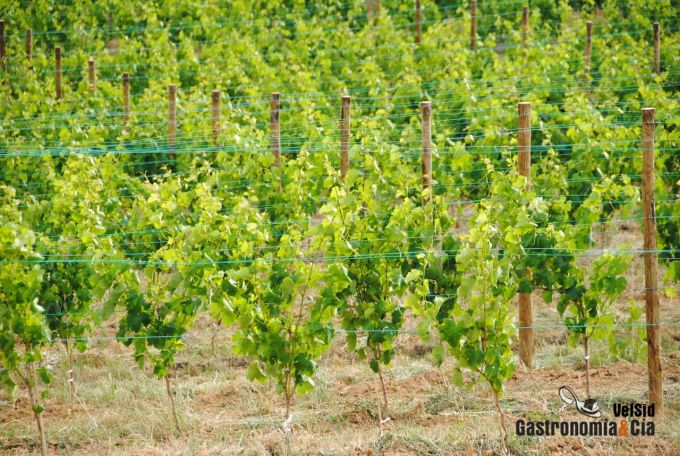 Gastronav (Navarra Gourmet)