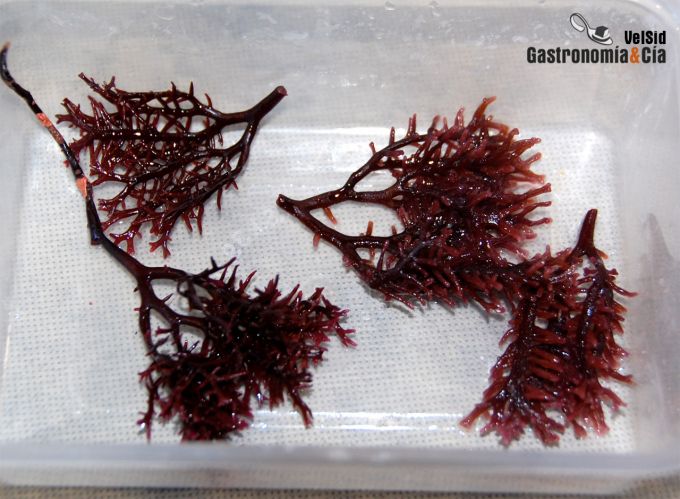 Albert Raurich en Lo Mejor de la Gastronomía