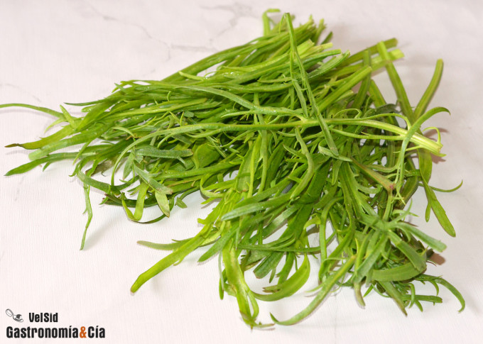 Lechuga minutina o hierba estrella (Plantago coronopus)