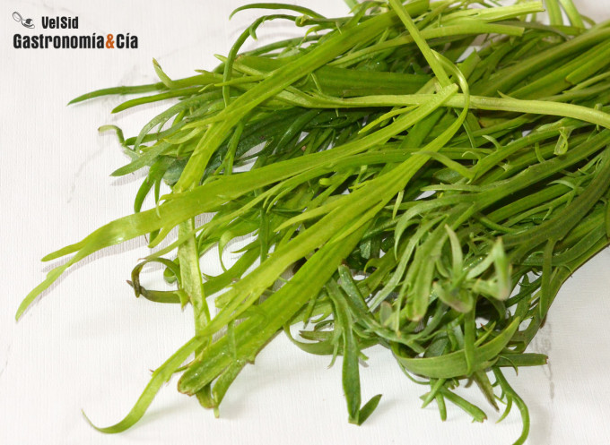 Lechuga minutina o hierba estrella (Plantago coronopus)