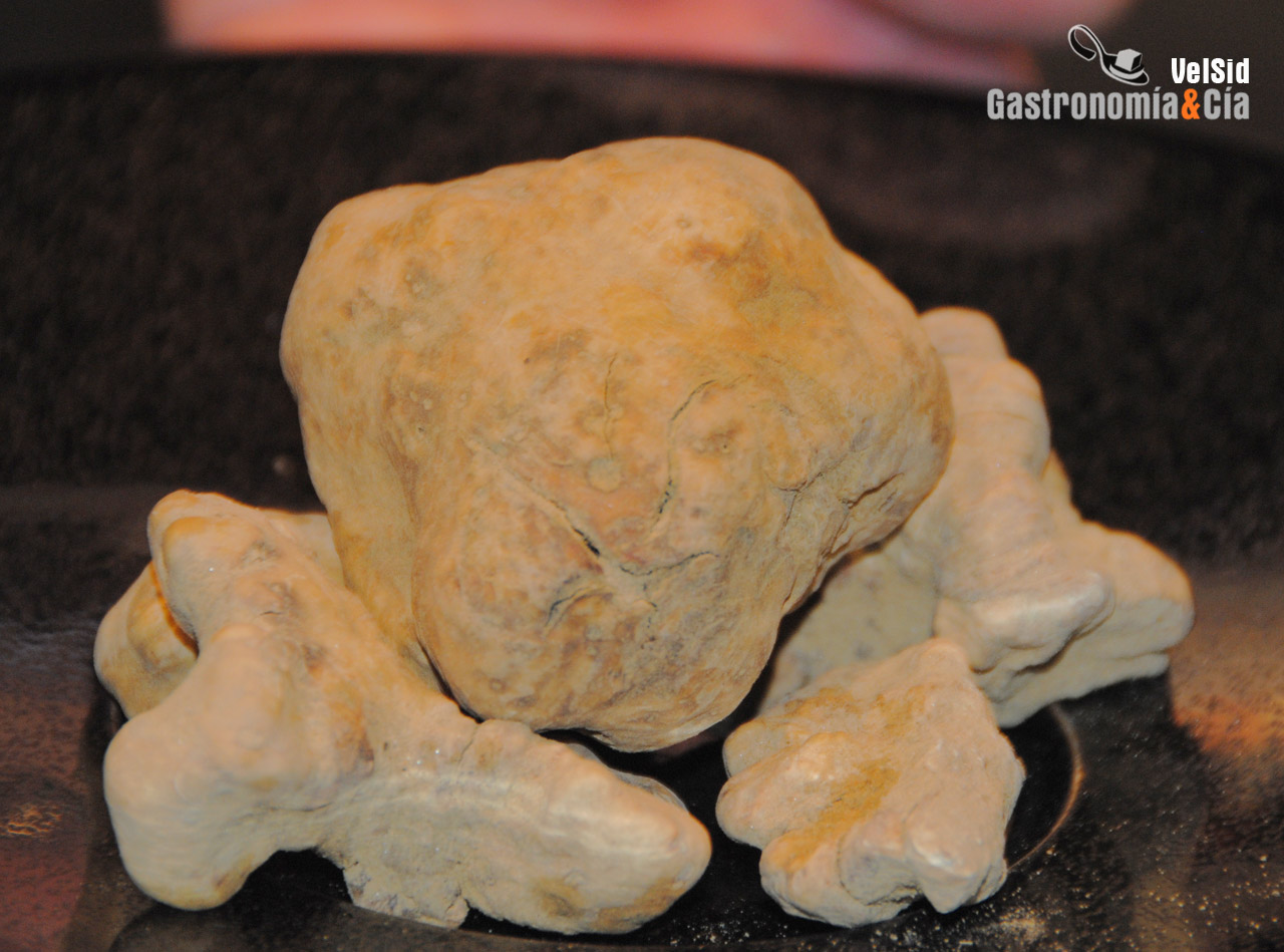 Madrid Fusión 2011 en imágenes (I)