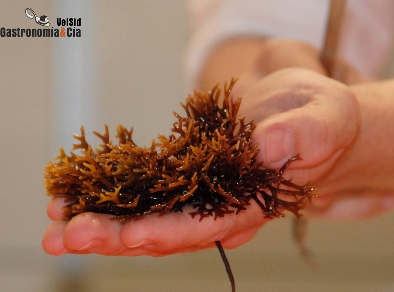 Algas, las verduras del mar