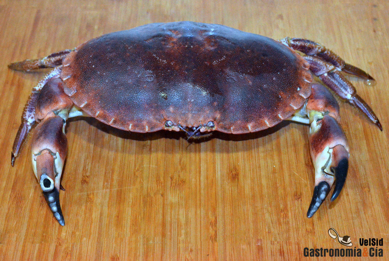Cómo cocer un buey de mar