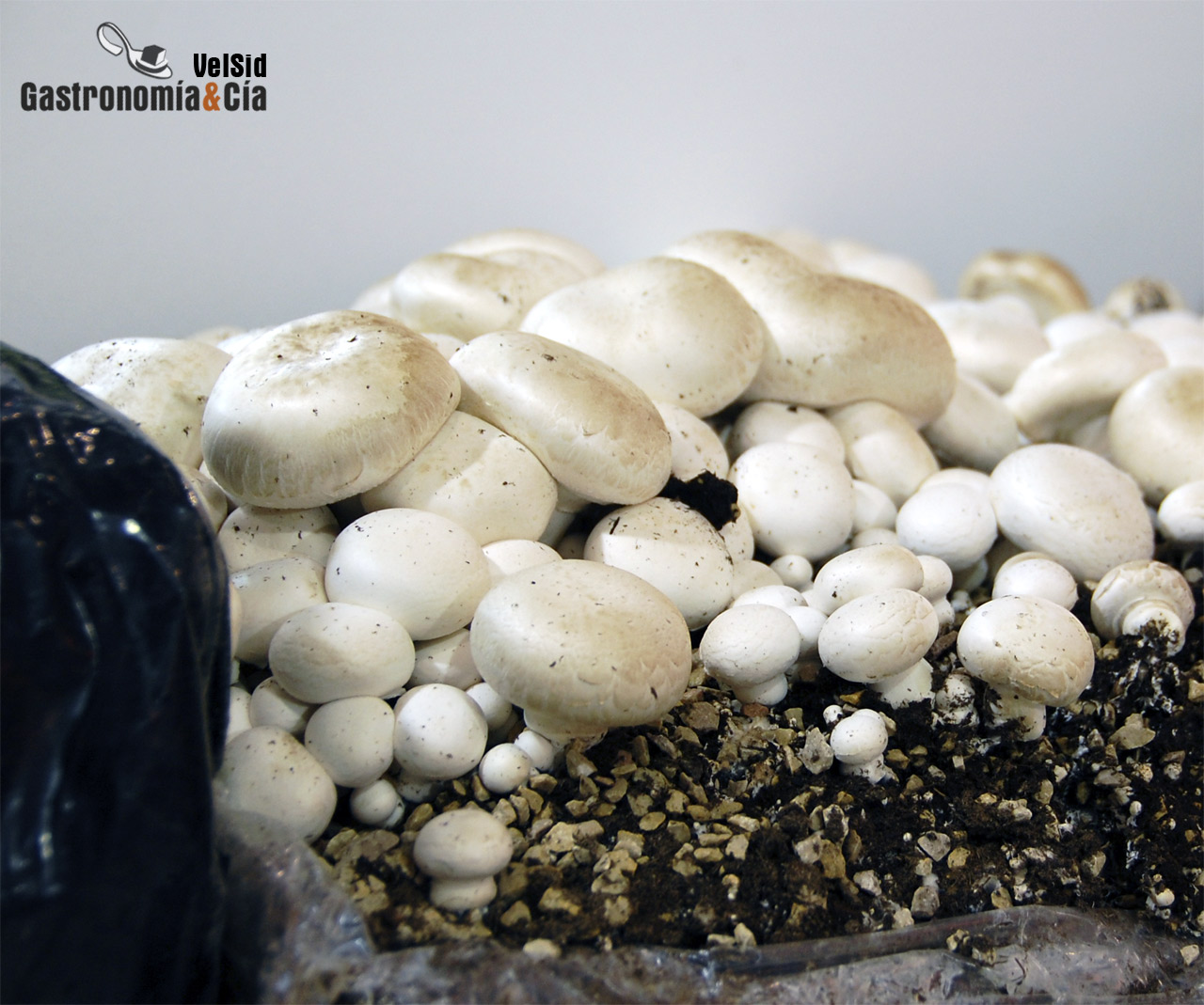 Cultivo de champiñones 