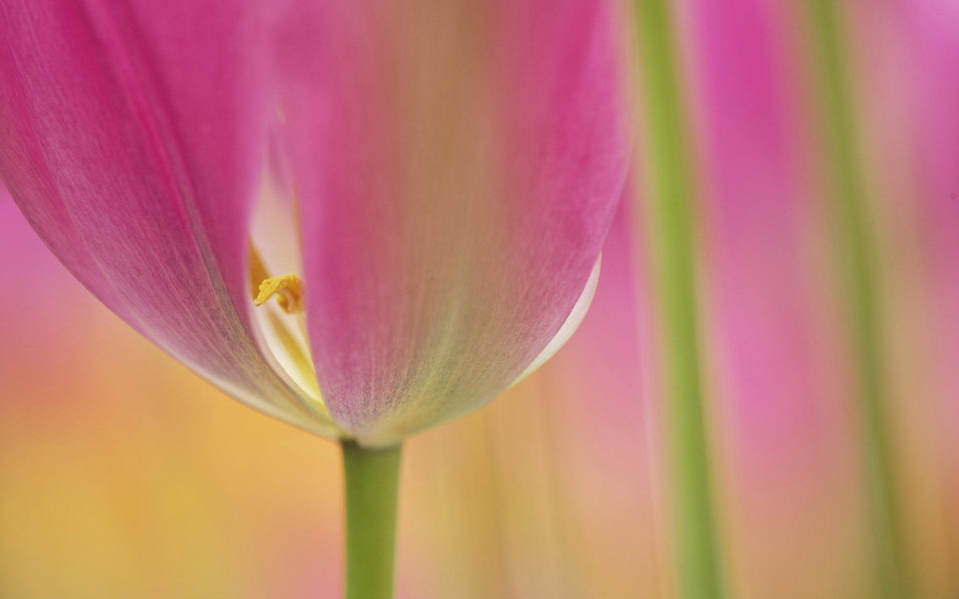 elforodelobo1 com  249 