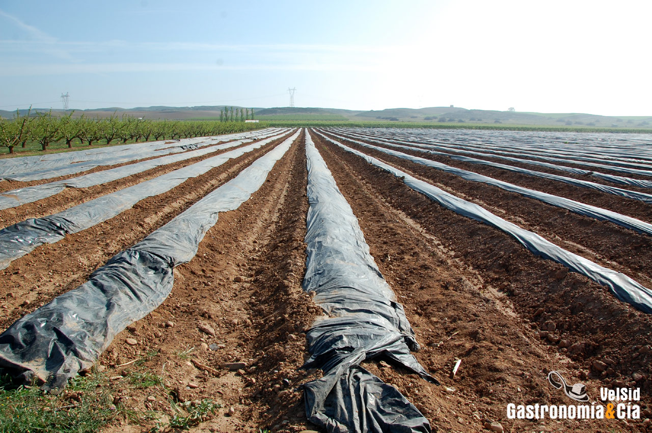 Espárrago de Navarra y Alcachofa de Tudela