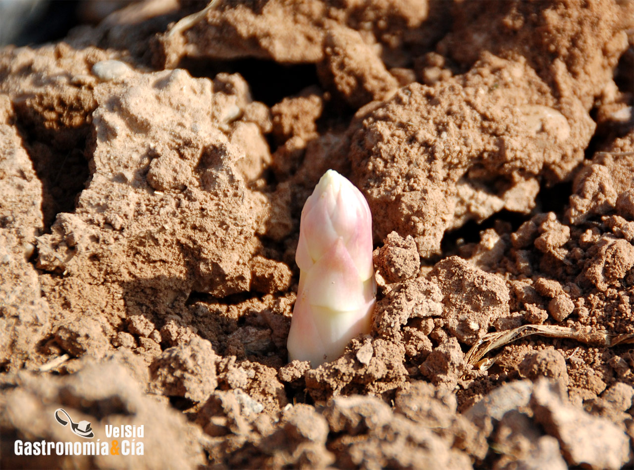 Espárrago de Navarra y Alcachofa de Tudela