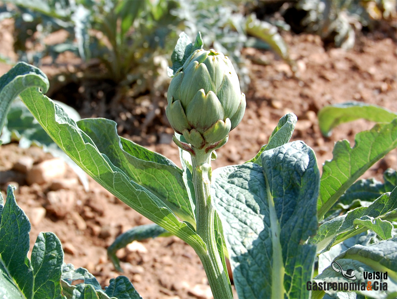 Espárrago de Navarra y Alcachofa de Tudela