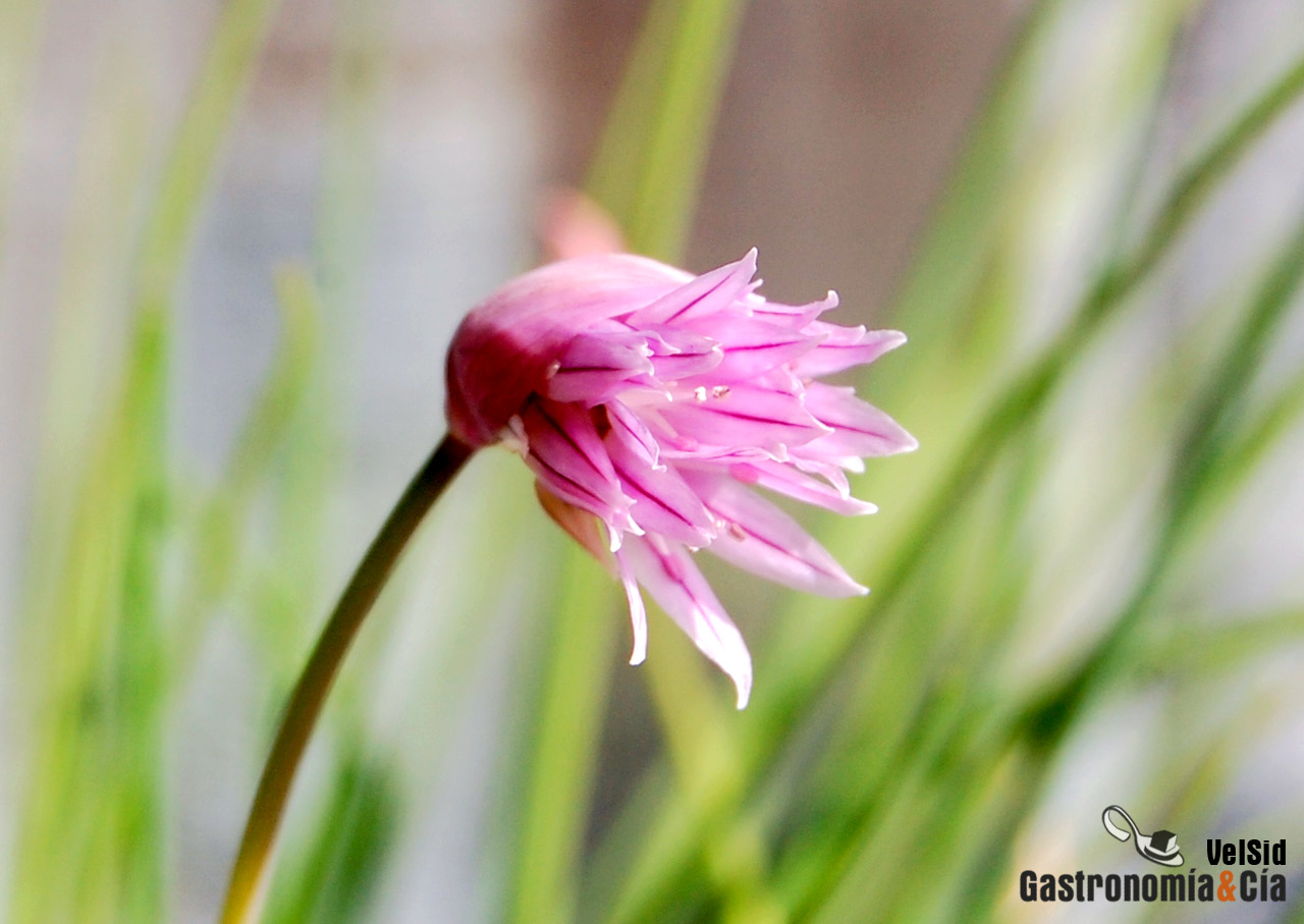 Flor de cebollino